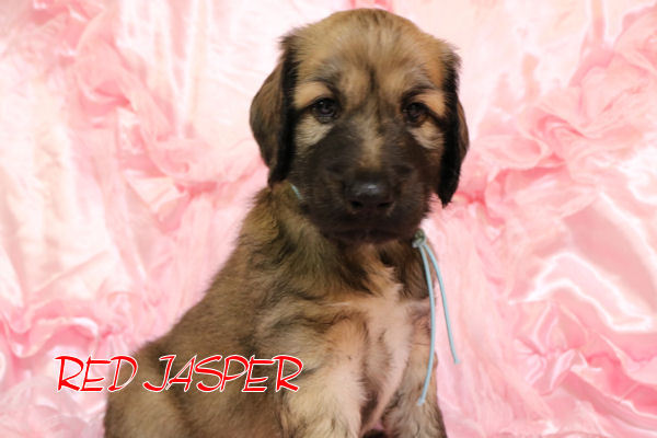 両親チャンピオン良血統の子犬ちゃん 犬の販売 868