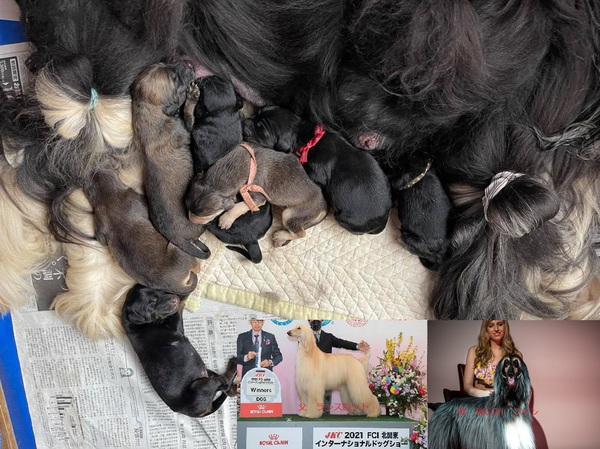アフガンハンド 子犬 産まれました。 犬の販売 937