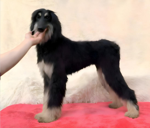 アフガン・ハウンド 犬の販売・譲渡 973 のんびりした性格の女の子です。