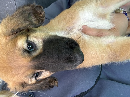 アフガン・ハウンド 犬の販売・譲渡 974 レッドの男の子