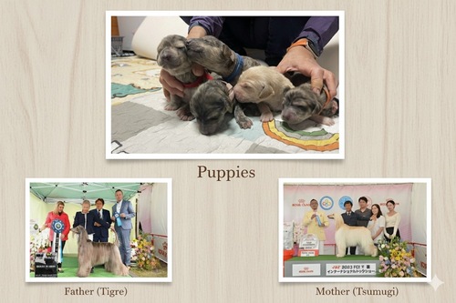 AtKEnEh ̔̔En 978 Yȃuh̎qBłBie`sIj