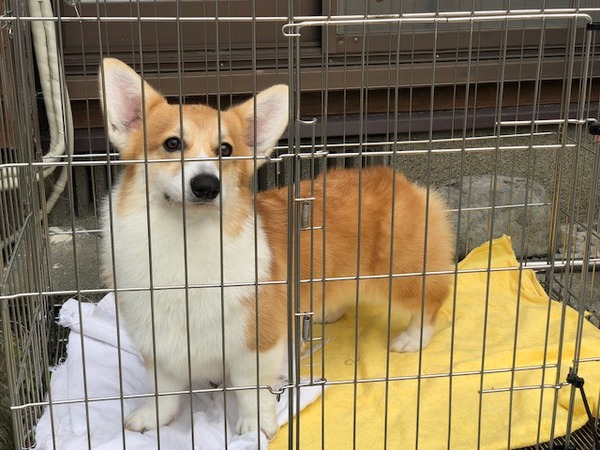 10ヶ月の可愛い女の子 犬の販売 5511