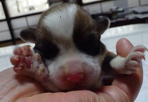 可愛い子犬達 犬の販売 5513