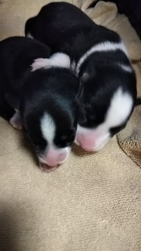 カーディガンの仔犬です! 犬の販売 5523