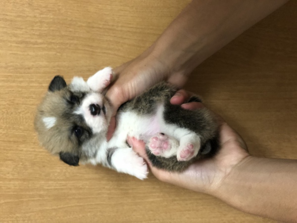 完売良血統 犬の販売 5525