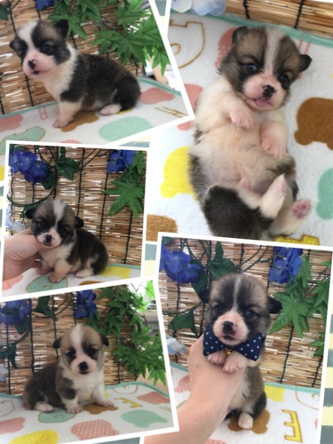 レット&ホワイトの男の子 犬の販売 5527