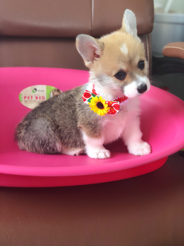 チャンピオン直子 犬の販売 5529