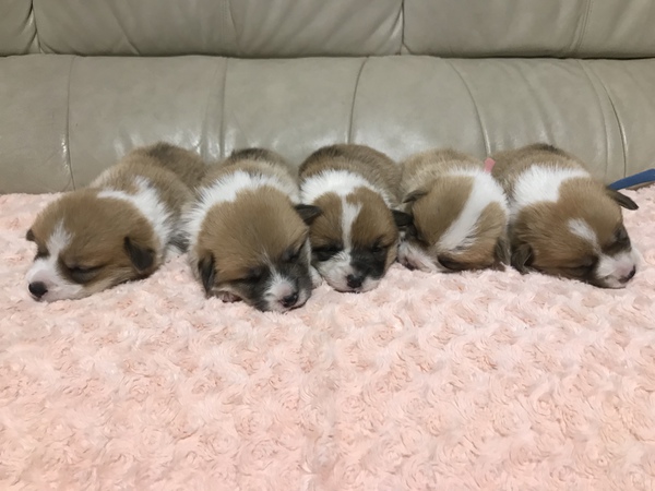 募集終了 犬の販売 5530