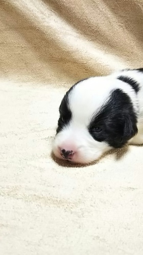 コーギー・カーディガンの仔犬です! 犬の販売 5543