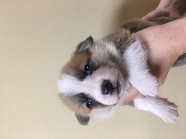 とっても元気な7兄妹です 犬の販売 5544