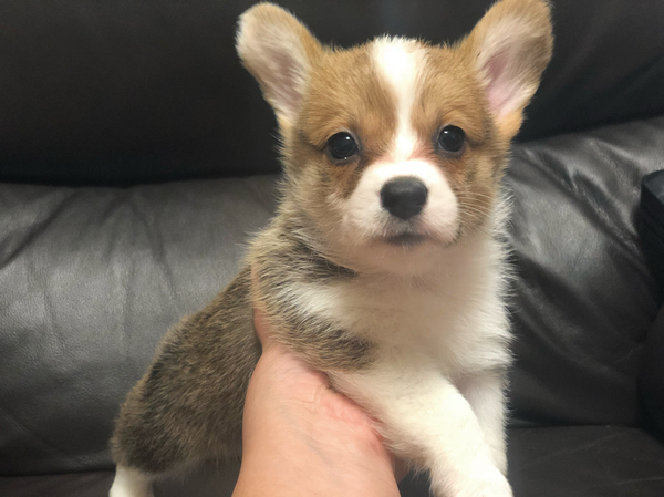 チャンピオンの子供たち! 犬の販売 5546