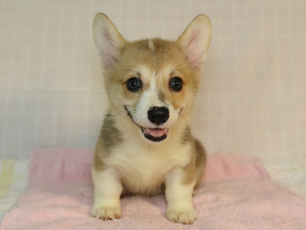 コロコロ☆元気なコーギー子犬たち♪ 犬の販売 5550