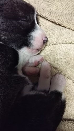 コーギー・カーディガンの仔犬です! 犬の販売 5552
