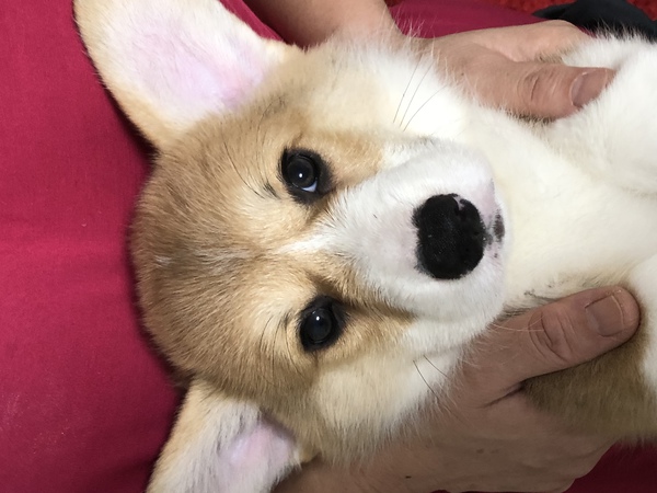 仔犬販売 犬の販売 5555