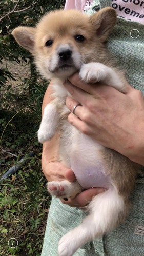 少し尾っぽがあり 可愛いです 犬の販売 5558