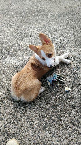 コーギー7ヵ月の男の子 犬の販売 5560