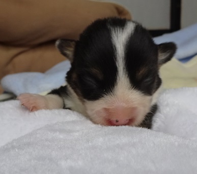トライとレッドホワイトの子犬です。 犬の販売 5561