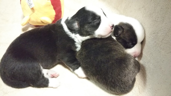コーギー・カーディガンの仔犬です! 犬の販売 5565