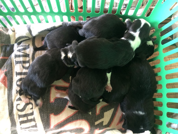ブラックヘッド 犬の販売 5568