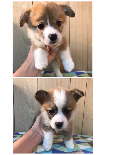 かわいいコーギー男の子 犬の販売 5570