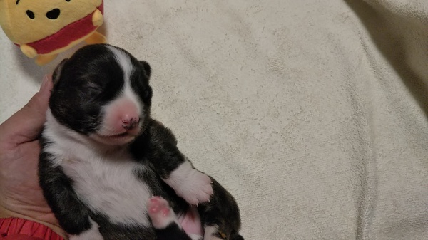 コーギー・カーディガンの仔犬です! 犬の販売 5571