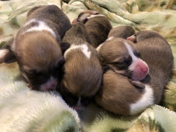 アメリカチャンピオン直子 犬の販売 5572