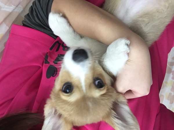 両親の親がチャンピオン☆コーギー‼ 犬の販売 5576