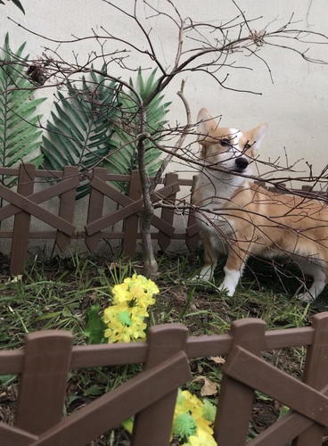 可愛いコーギー 犬の販売 5577