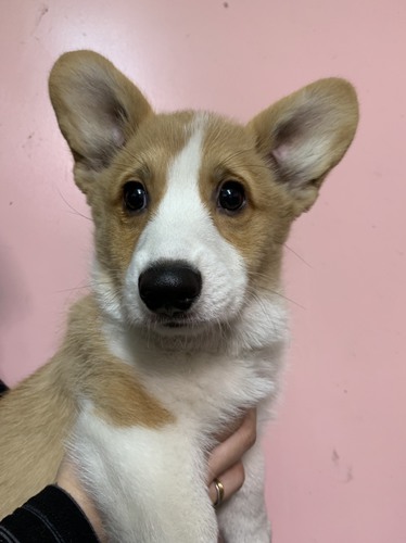とっても元気な男の子 犬の販売 5578