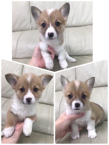 かわいい姉妹 犬の販売 5580
