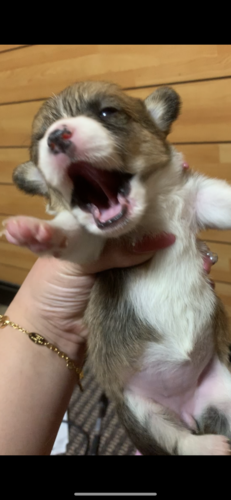 可愛いコーギーのご予約開始 犬の販売 5584