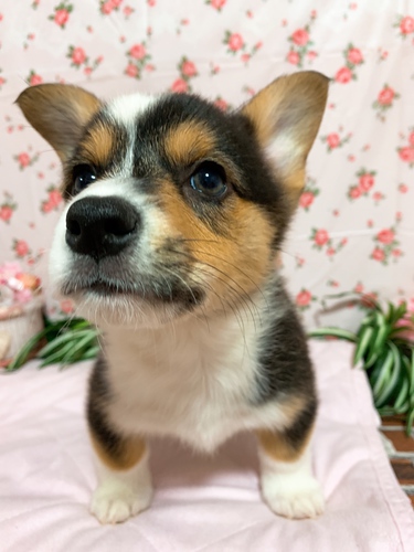 トライの仔犬ちゃん達 犬の販売 5588