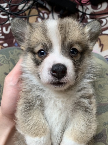 レッドの男の子 犬の販売 5590