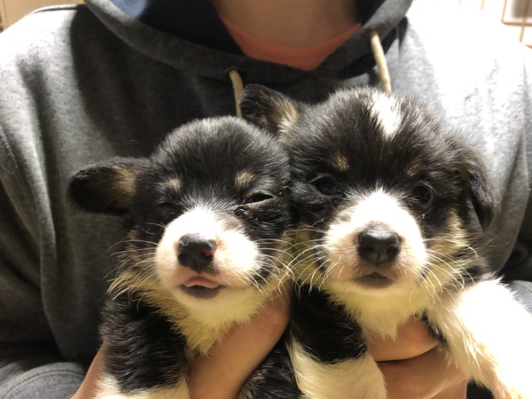 ブラックヘッドの女の子 犬の販売 5591