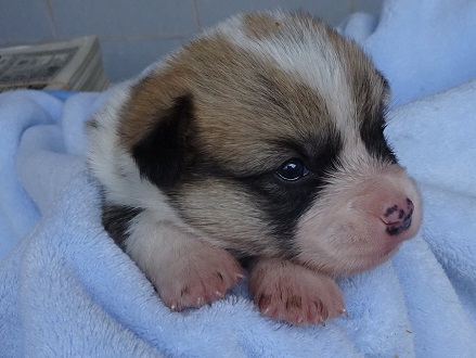 レッドホワイトの可愛い子犬です。 犬の販売 5592