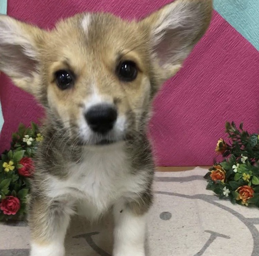 終了 犬の販売 5597