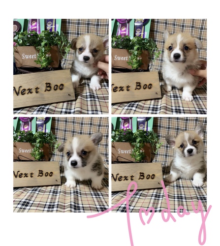 とっても綺麗な良血統の兄弟です。 犬の販売 5598