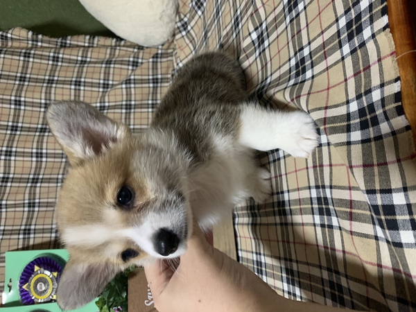 可愛い男の子1匹限定 犬の販売 5600