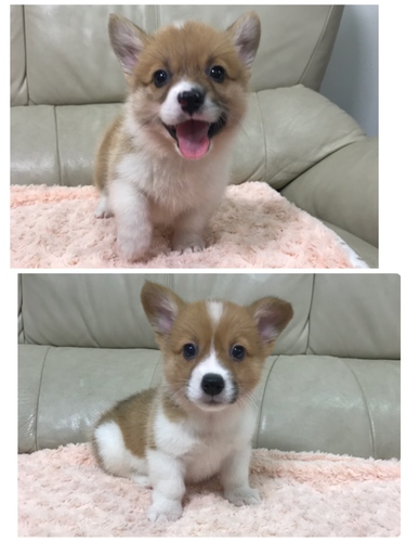 元気いっぱい男の子 犬の販売 5608