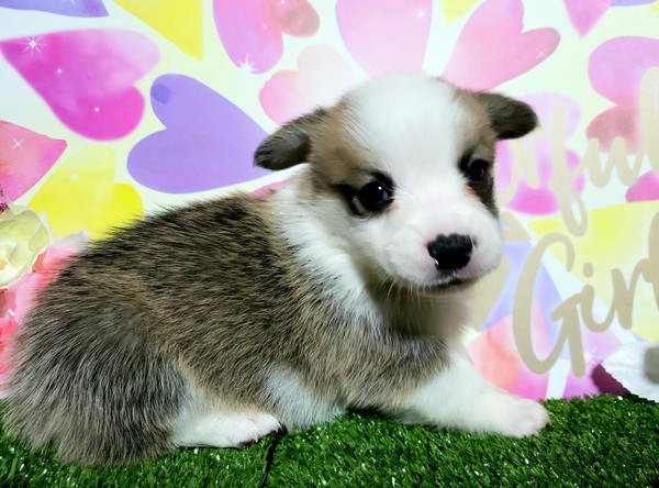 飼い主様が決まりました!お問い合わせありがとうござ 犬の販売 5610