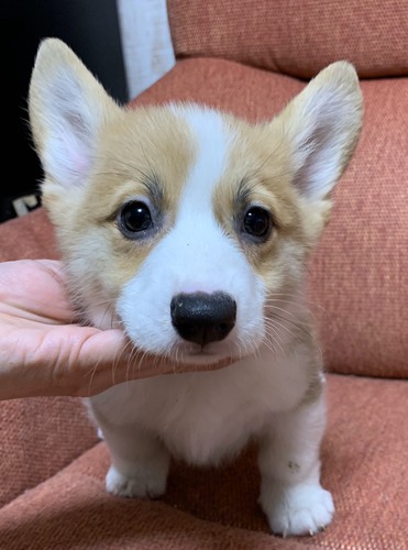 活発で人懐っこい男の子 犬の販売 5616