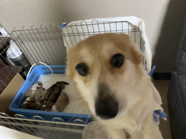 予約終了 犬の販売 5618