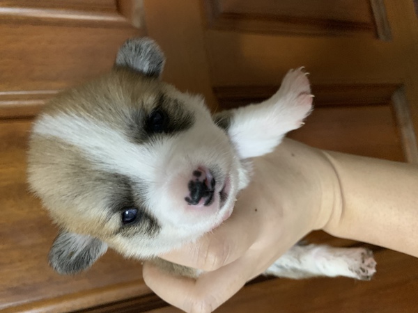 可愛いコーギー早期予約 犬の販売 5619