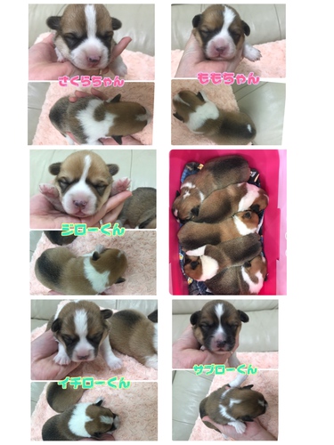 両親DMクリアです 犬の販売 5621