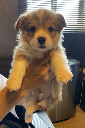 DM=クリアの男の子 犬の販売 5623