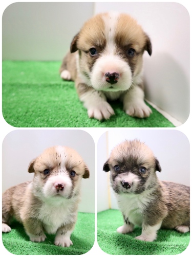 ご家族様が決まりました♪ 犬の販売 5624