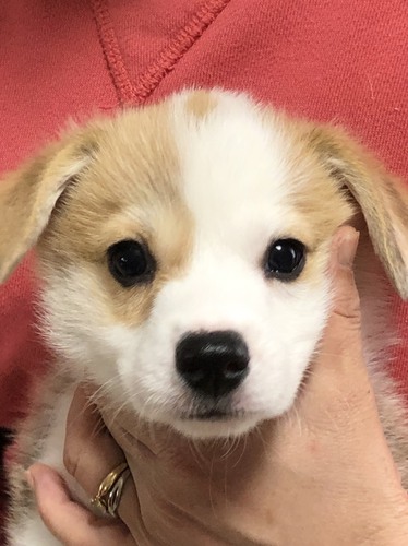 子犬生まれました。 犬の販売 5626