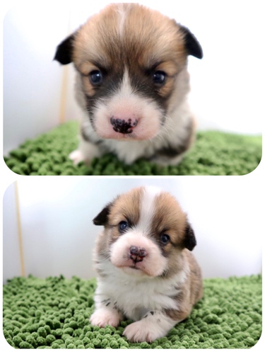 ご家族様が決まりました♪ 犬の販売 5627