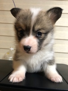 お父さんクリアー子供達 犬の販売 5628