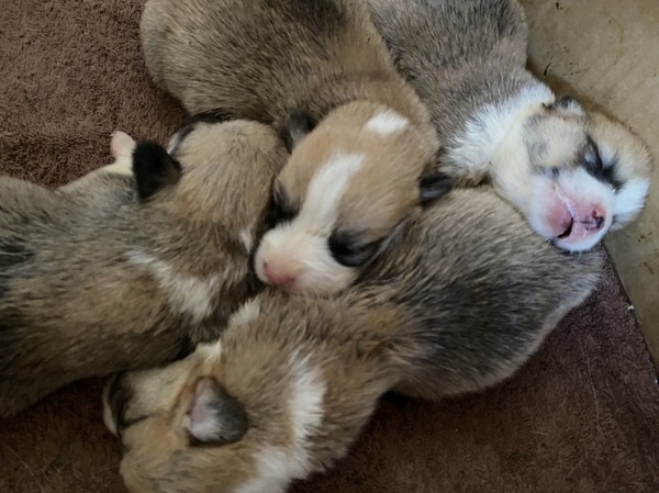 父DMクリア、血統優良 犬の販売 5632